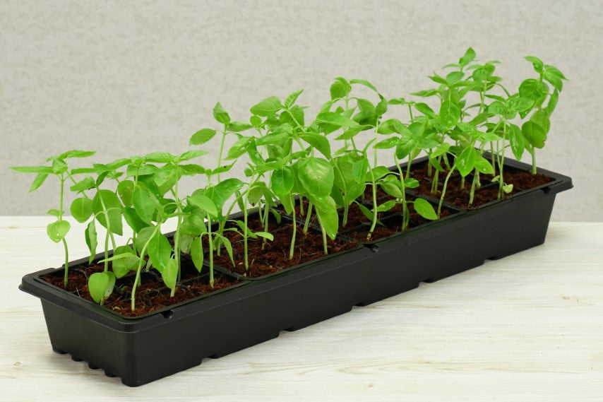 PlantBest™ PlantBest Greenhouse Seed Starter Kit - 36 cell