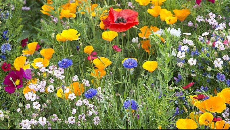 Plant Wildflowers This Fall — Your Bees Will Thank You