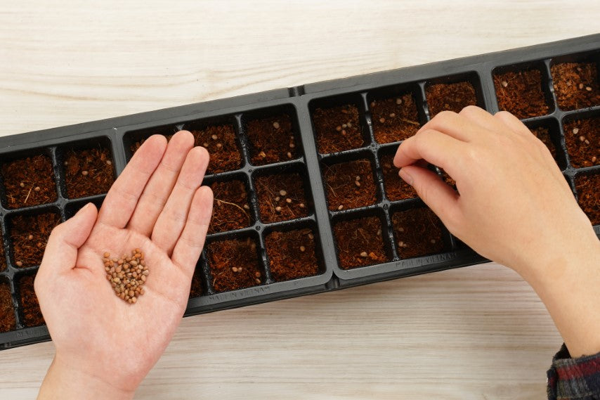 PlantBest™ PlantBest Greenhouse Seed Starter Kit - 36 cell