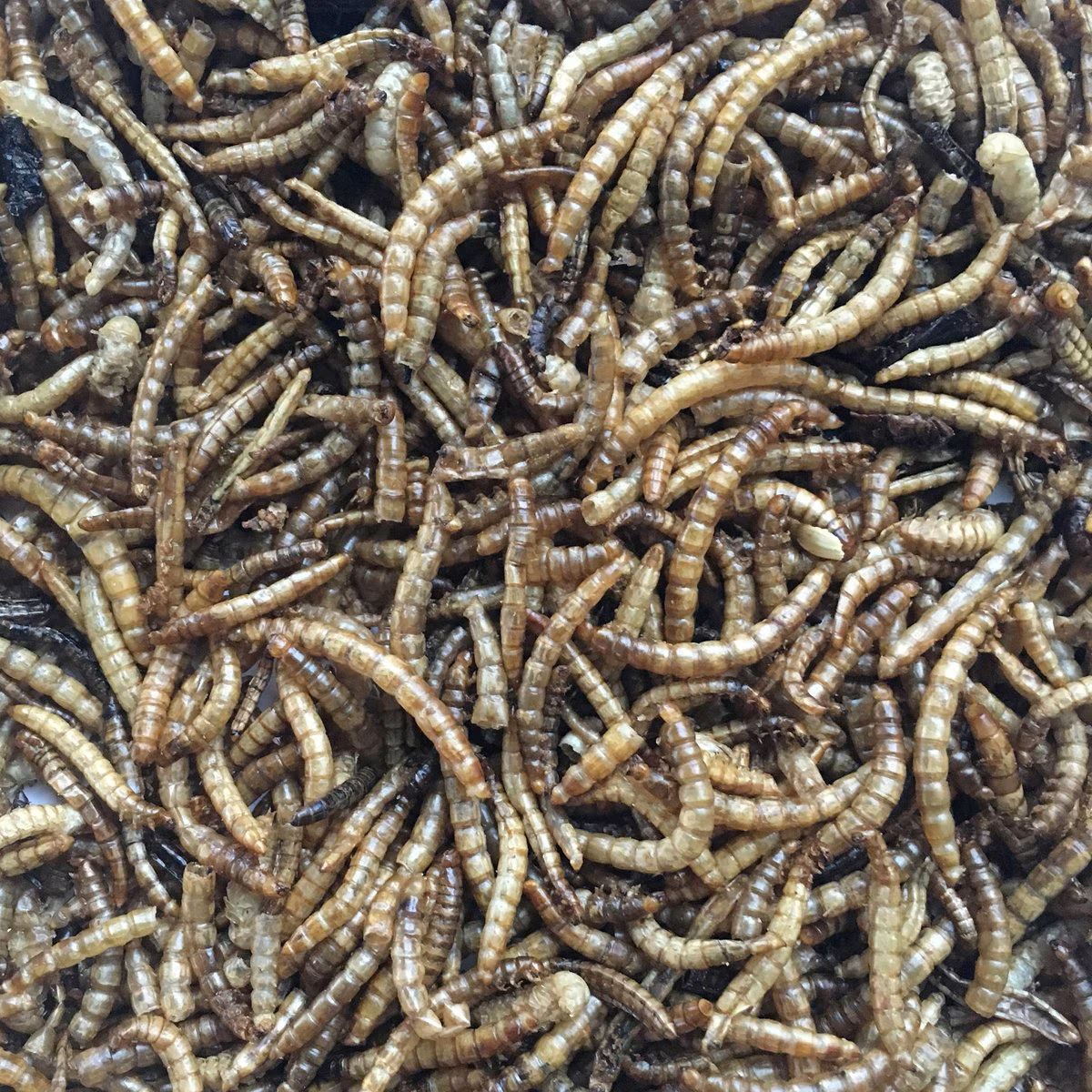 Flock Fest Mealworms