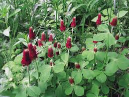 Urban feed & Garden Crimson Clover