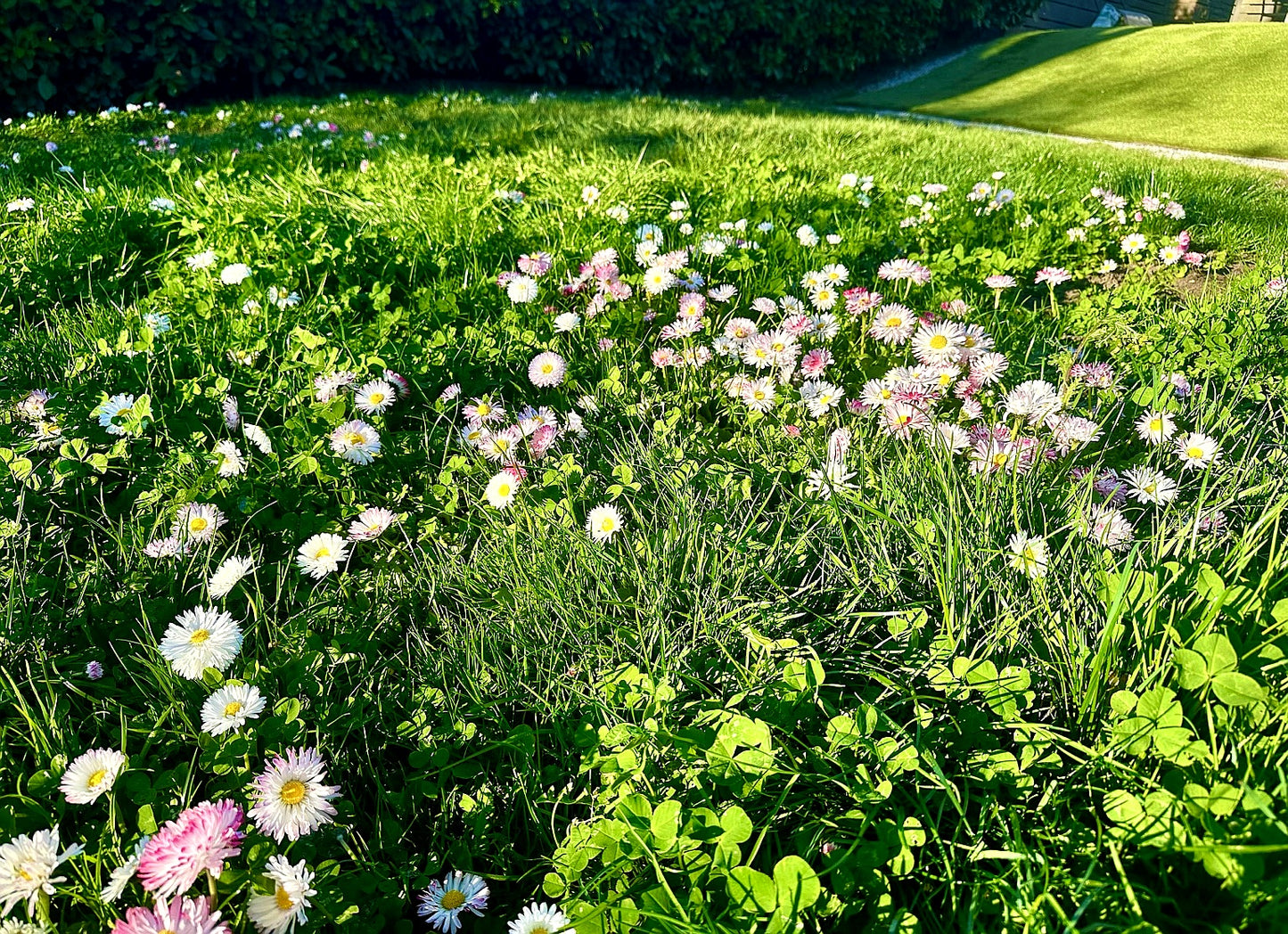 Eco-Lawn Meadow Mix Seed– Low-Mow Flowering Lawn