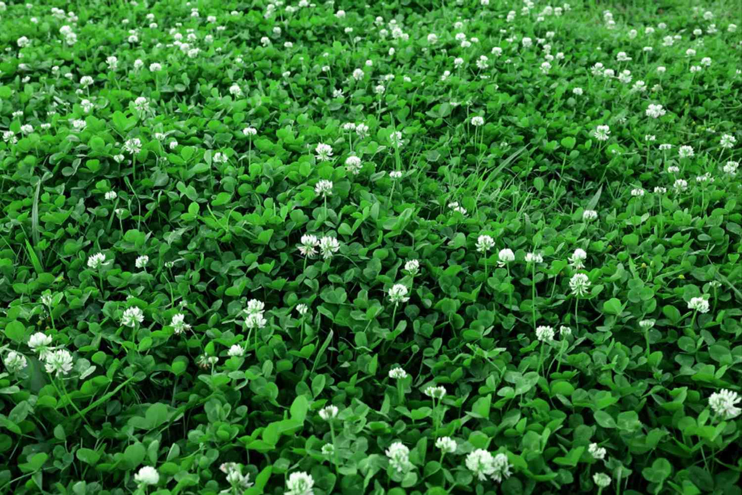 Urban feed & Garden Micro Clover