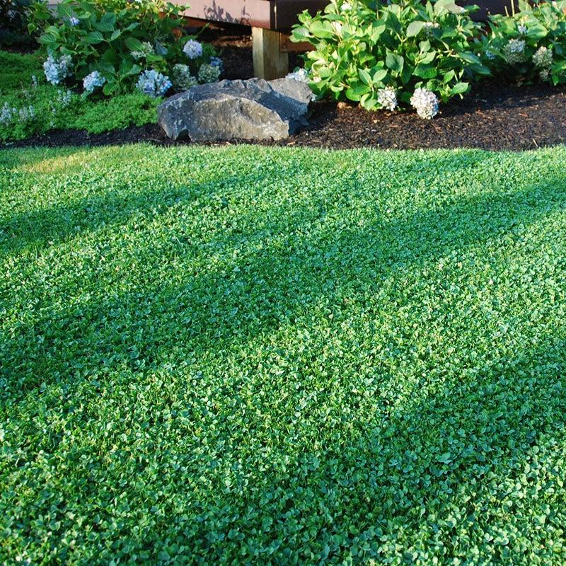 Urban feed & Garden Micro Clover