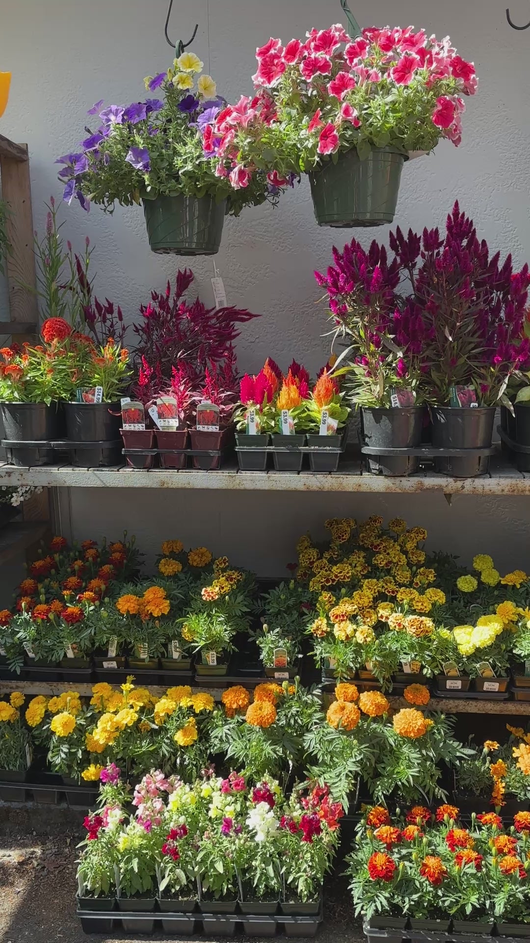 Load video: pan video of bright annual flowers at a garden center